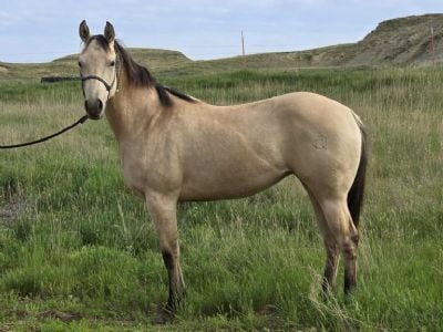 HQ Gotta Have Guns <BR>AQHA 6184987